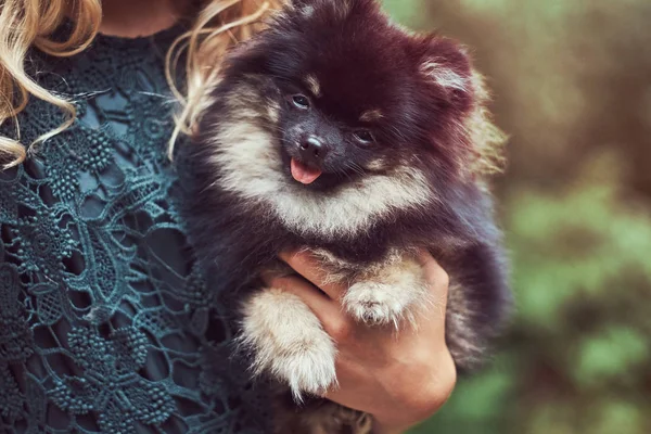 Närbild bild av en söt spitz valp som flickan håller. — Stockfoto