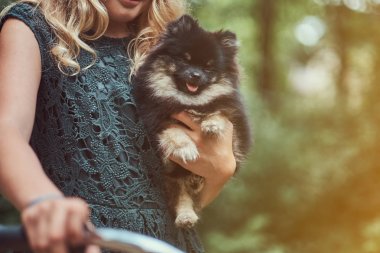 Kız tutar bir şirin spitz köpek yavrusu yakın çekim görüntüsü.