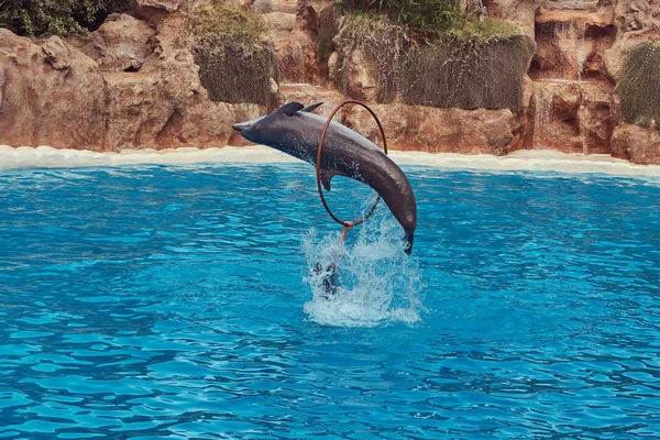 Delfin Wykonywanie Podczas Pokaz Delfinów Trenerem National Zoo — Zdjęcie stockowe