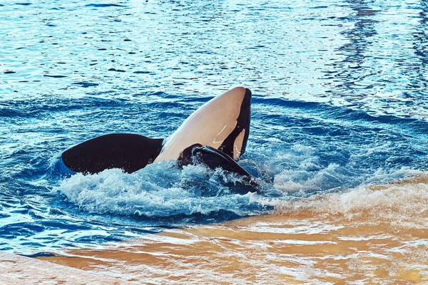 Orka Podczas Pokaz Delfinów Zoo Narodowy — Zdjęcie stockowe