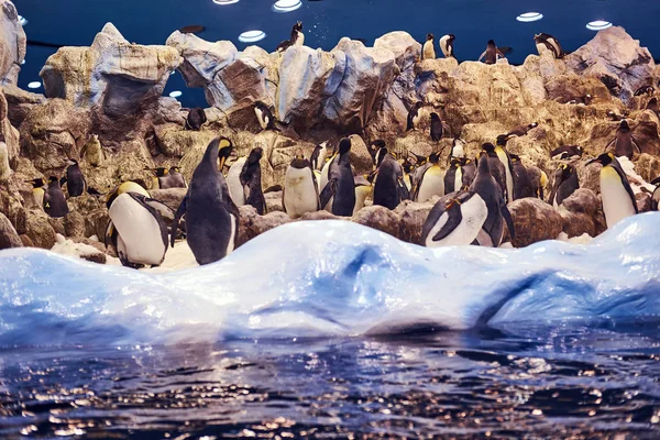 A family of Emperor penguins on an artificial environment the national zoo.