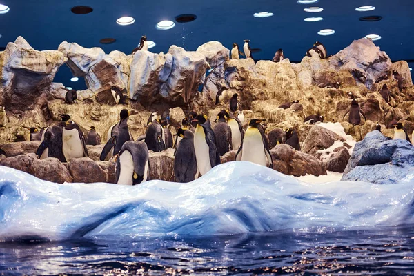 A family of Emperor penguins on an artificial environment the national zoo.