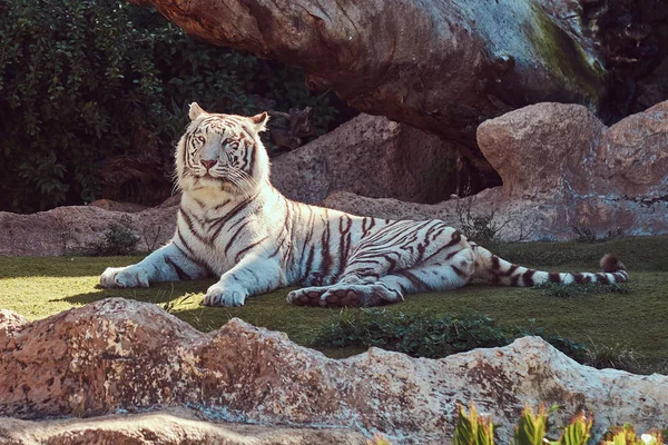 Bir Büyük Beyaz Bengal Kaplanı Gölgede Bir Sıcak Yaz Günü — Stok fotoğraf