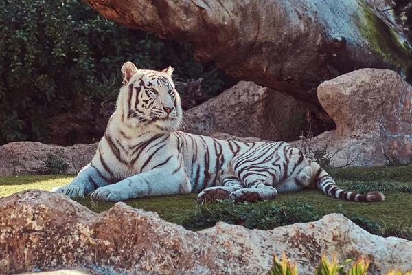 Grande Tigre Bengala Branco Senta Sombra Parque Zoológico Nacional Descansando — Fotografia de Stock
