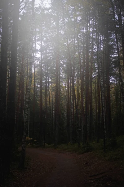 Profondo cupo parco forestale con sentiero — Foto Stock