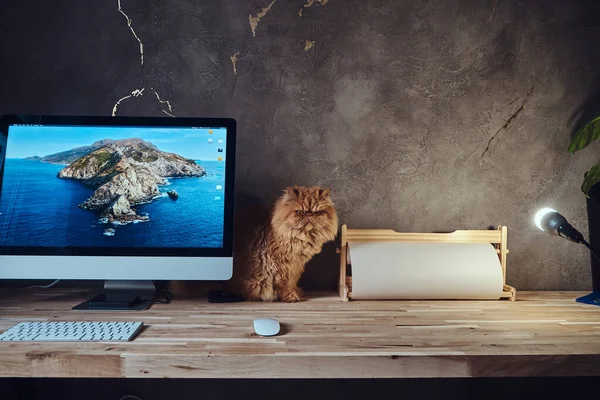 Roztomilý nadýchaný kočka je sittind na stole v blízkosti počítače — Stock fotografie