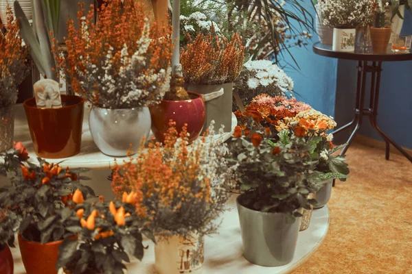 Good variety of domestic plants at flower shop — Stock Photo, Image