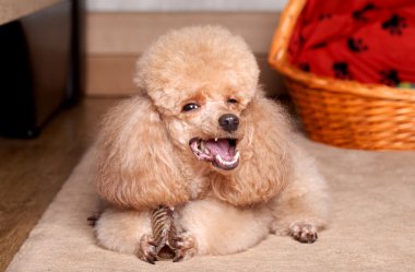 Minyatür kayısı fino köpeği yemek Kuru kemik