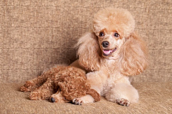 Poodle mãe com filhote de cachorro adormecido — Fotografia de Stock