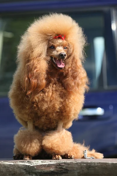 Toy Poodle retrato ao ar livre — Fotografia de Stock