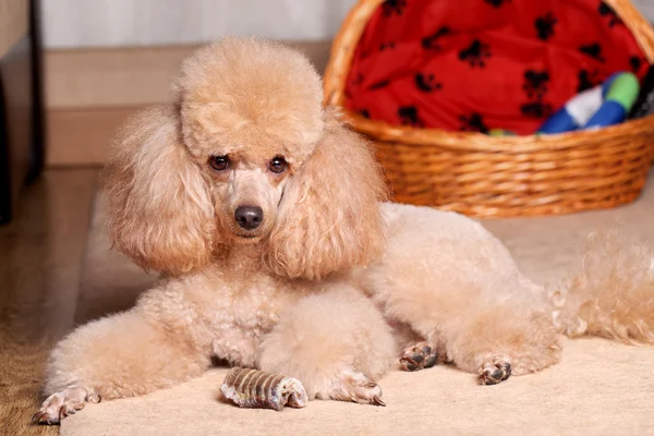 Poodle and dry bone — Stock Photo, Image