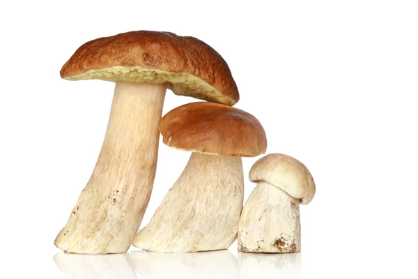 Boletus mushrooms on white — Stock Photo, Image