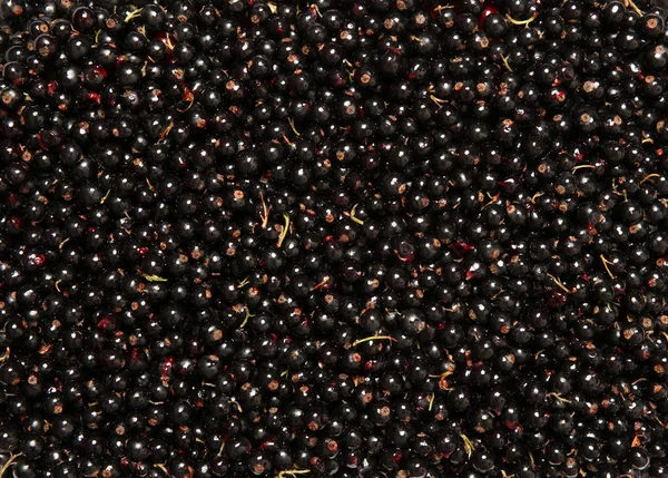 Frische schwarze Johannisbeeren. Hintergrund aus nächster Nähe — Stockfoto