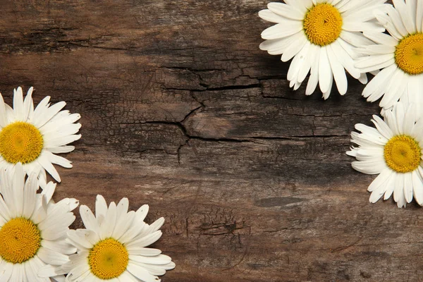 Camomila flor rústica mesa de madera fondo — Foto de Stock