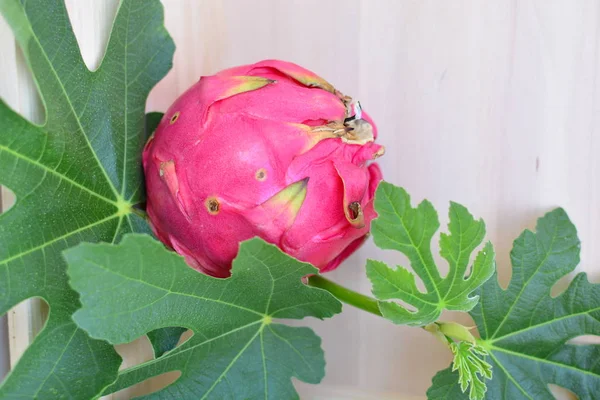 Pithaya o Fruta del dragon