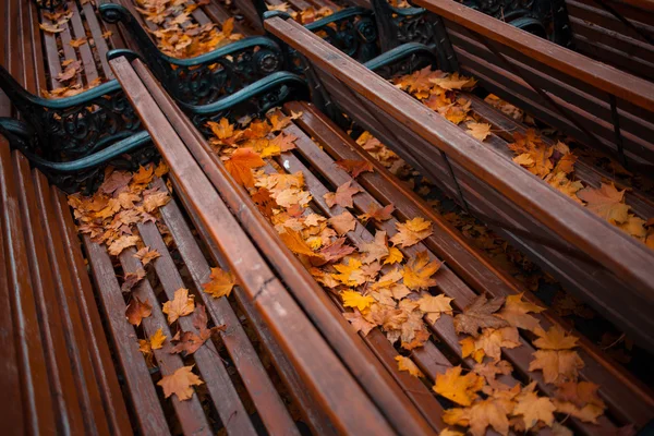 Many of benches in autumn Park covered with leaves, close-up — Stock Photo, Image