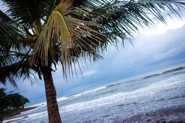 Karanlık tropikal peyzaj, okyanus sahilinde palmiye ağaçları