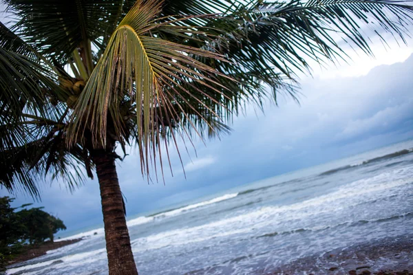 Karanlık tropikal peyzaj, okyanus sahilinde palmiye ağaçları
