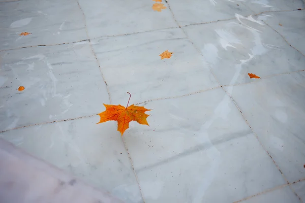 Red and yellow maple leaves floats in fountain, white marble bottom — Stock Photo, Image