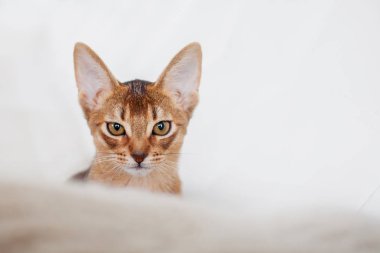 Habeş yavru kedi. Yakın çekim portre
