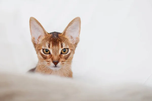 Abyssinian kitten. Close-up portrait — Stock Photo, Image