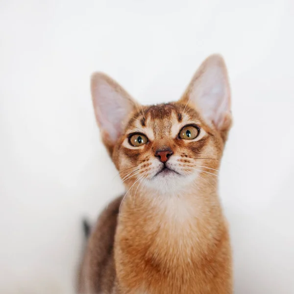 Абиссинский котёнок. Портрет крупного плана — стоковое фото