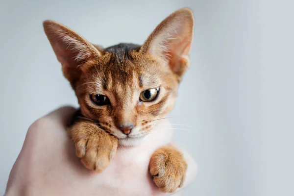 Gatinho abissínio. Gato em seus braços, close-up retrato — Fotografia de Stock