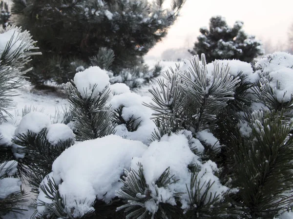 Ramas de abeto de nieve bajo nevadas . —  Fotos de Stock