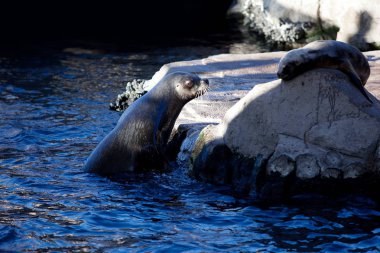 Donanma seal doğal olarak yapay gölet. Valencia Park yaban hayatı