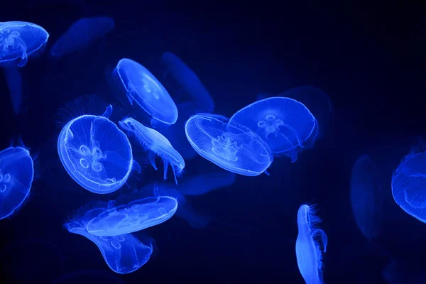 Blue jellyfish on black background — Stock Photo, Image
