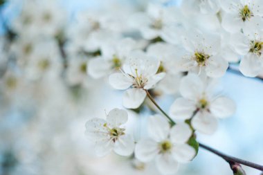 Çiçekli ağaç. Çiçek dalları, Bahar arka plan üzerinde yakın çekim. Sığ derinlik-in tarla. Yumuşak resmi