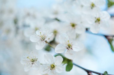 Çiçekli ağaç. Çiçek dalları, Bahar arka plan üzerinde yakın çekim. Sığ derinlik-in tarla. Yumuşak resmi