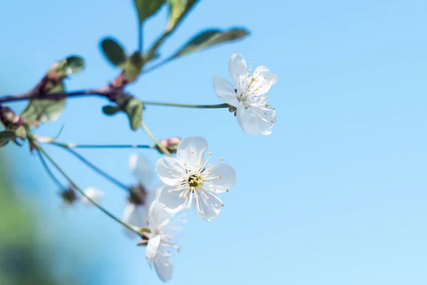 Blühender Baum. Nahaufnahme von Blumen auf den Zweigen, Frühling Hintergrund. geringe Schärfentiefe. Weiches Bild — Stockfoto