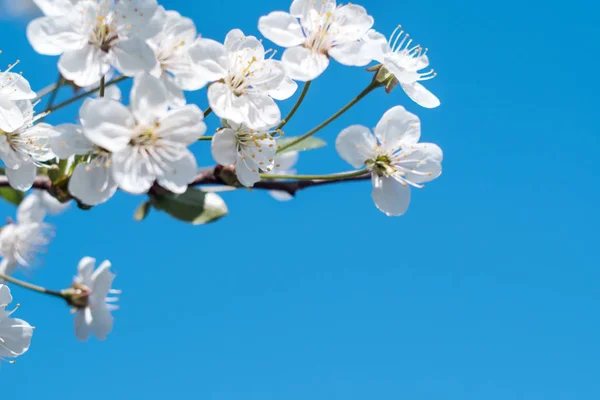 Kvetoucí strom. Detail květin na větve, na jaře pozadí. Malá hloubka ostrosti. Měkká obrázek — Stock fotografie