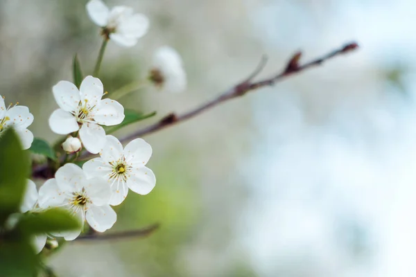 Albero fiorito. Primo piano di fiori sui rami, sfondo di primavera. Profondità di campo ridotta. Immagine morbida — Foto Stock