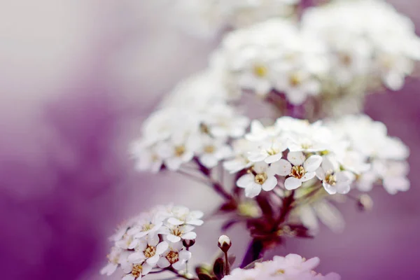 Blühender Baum. Nahaufnahme von Blumen auf den Zweigen, Frühling Hintergrund. geringe Schärfentiefe. Weiches Bild — Stockfoto