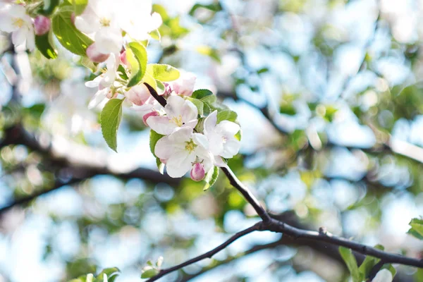 Albero fiorito. Primo piano di fiori sui rami, sfondo di primavera. Profondità di campo ridotta. Immagine morbida — Foto Stock