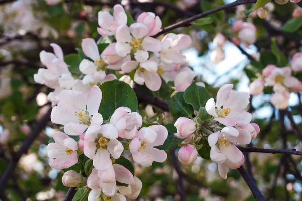 Blühender Baum. Nahaufnahme von Blumen auf den Zweigen, Frühling Hintergrund. geringe Schärfentiefe. Weiches Bild — Stockfoto