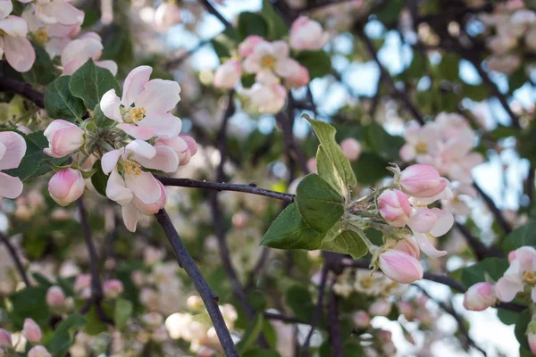 Blommande träd. Närbild på blommorna på grenarna, våren bakgrund. Kort skärpedjup. Mjuk bild — Stockfoto