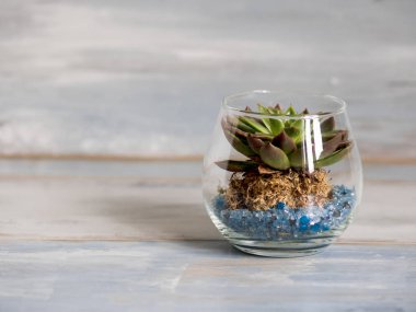 Turkuaz rustik ahşap zemin, bir cam vazo içinde küçük bitki boş alan sol