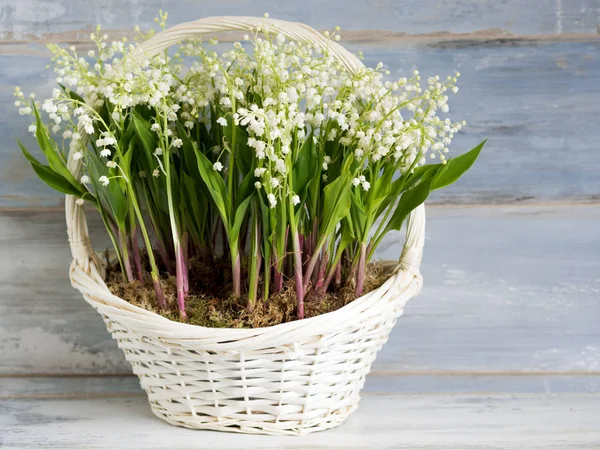 Лилии в белой плетеной корзине. Свежие весенние цветы в подарок . — стоковое фото