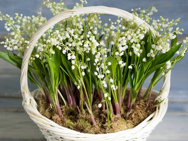 Лилии в белой плетеной корзине. Свежие весенние цветы в подарок. Крупный план — стоковое фото