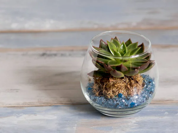 Little plant in a glass vase, on a turquoise rustic wood background, free space to the left