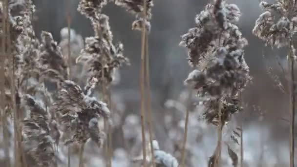 白雪覆盖的森林小穗特写。风瑟瑟的草，冷 — 图库视频影像