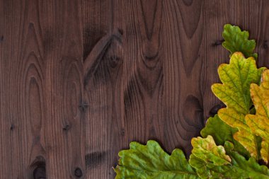 Ahşap arka plan üzerinde güzel Meşe yaprağı. Çok kare olarak sağdaki yaprak