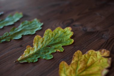 Ahşap arka plan üzerinde güzel Meşe yaprağı. Yan görünüm