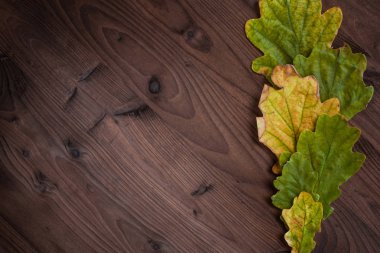 Ahşap arka plan üzerinde güzel Meşe yaprağı. Sağdaki kare olarak yapraklarda