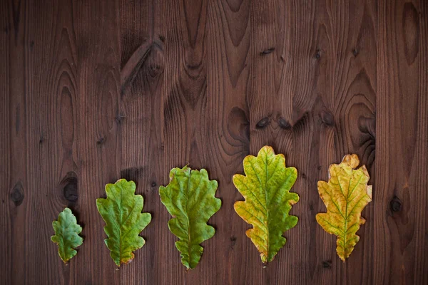 Linha de folhas de carvalho em diferentes estágios de envelhecimento. Lindas folhas de carvalho no fundo de madeira — Fotografia de Stock