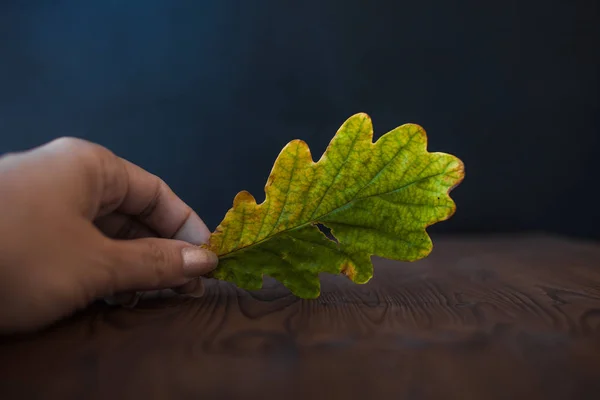 Foglia di quercia. Tenere una mano, su sfondo di legno — Foto Stock