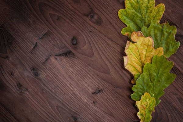 Ahşap arka plan üzerinde güzel Meşe yaprağı. Sağdaki kare olarak yapraklarda